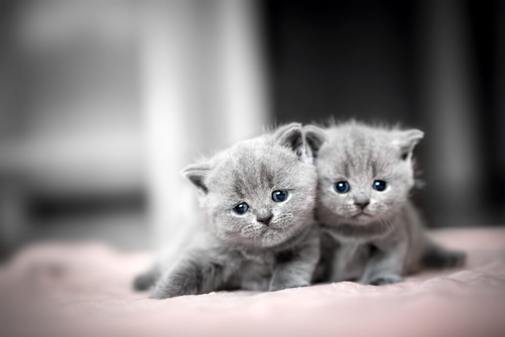 Learn how to raise a kitten to be cuddly with these top tips.