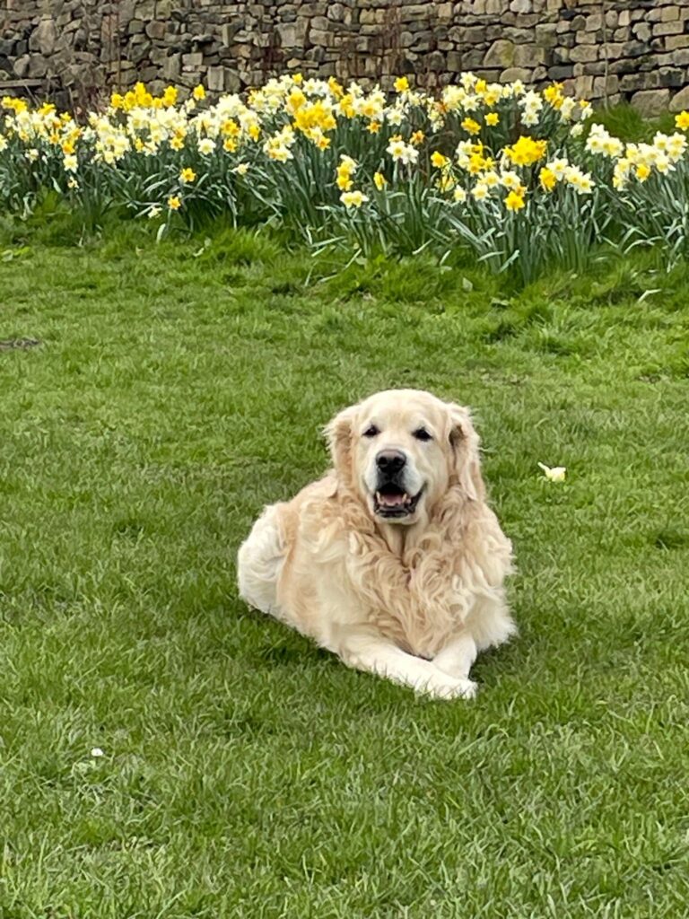 bingbong in the park